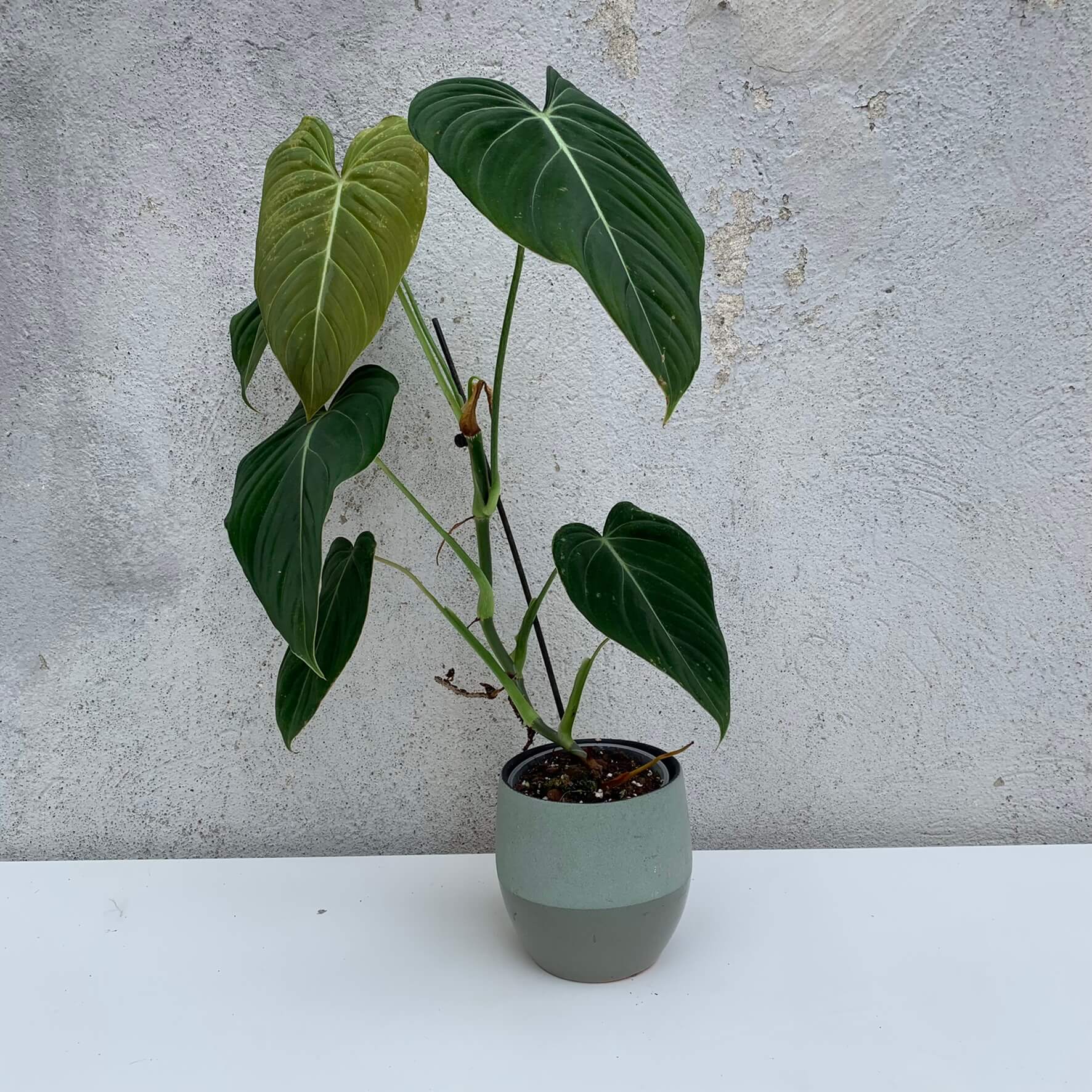Philodendron Glorious (melanochrysum x gloriosum) big - A ...