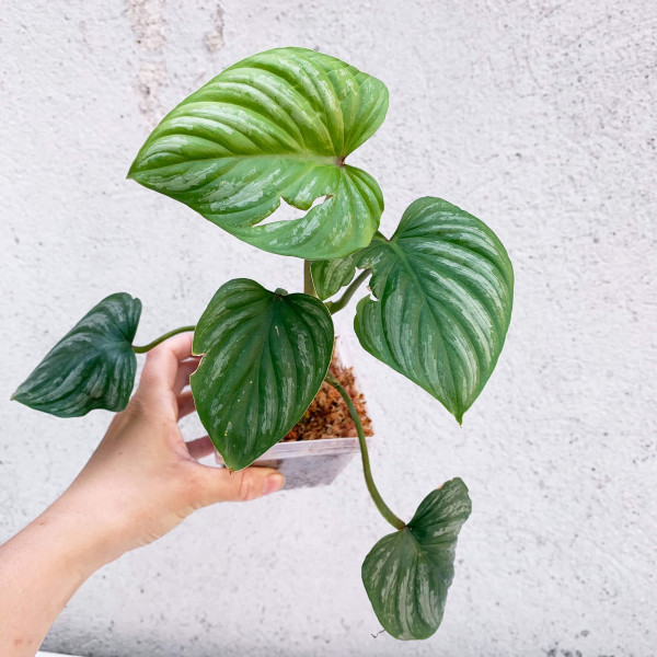 Philodendron Mamei - small