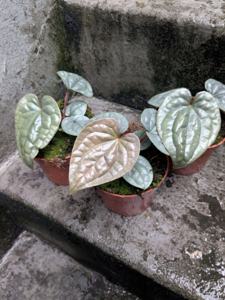 Anthurium luxurians - Babyplant