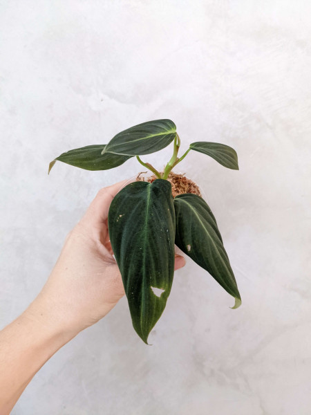 Philodendron gigas – Babyplant