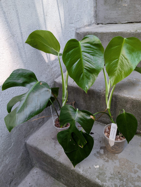 Monstera deliciosa var. Sierrana