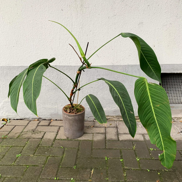 Philodendron heterocraspedon - XL