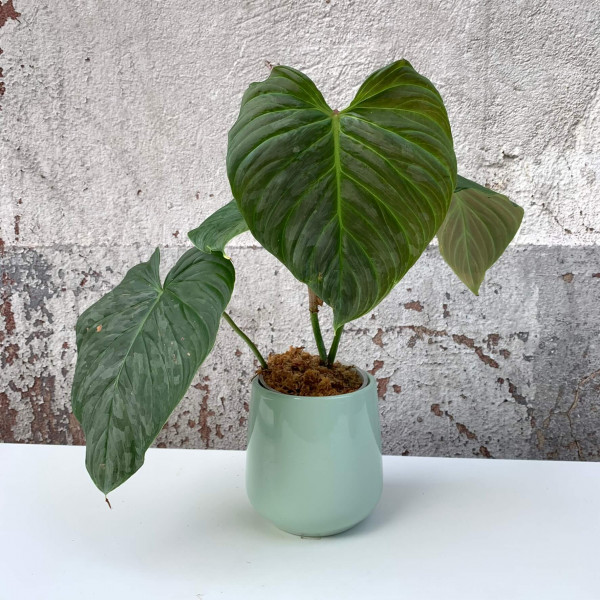 Philodendron Majestic (sodiroi x verrucosum) - C