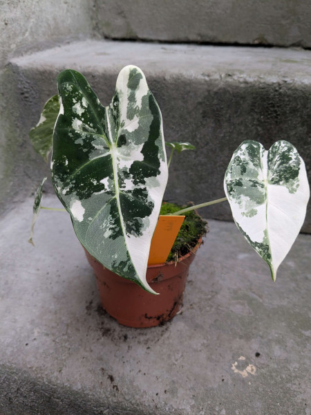 Alocasia Frydek variegata small - E
