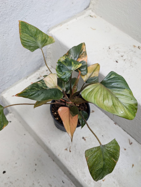 Homalomena Pink Diamond variegata - A