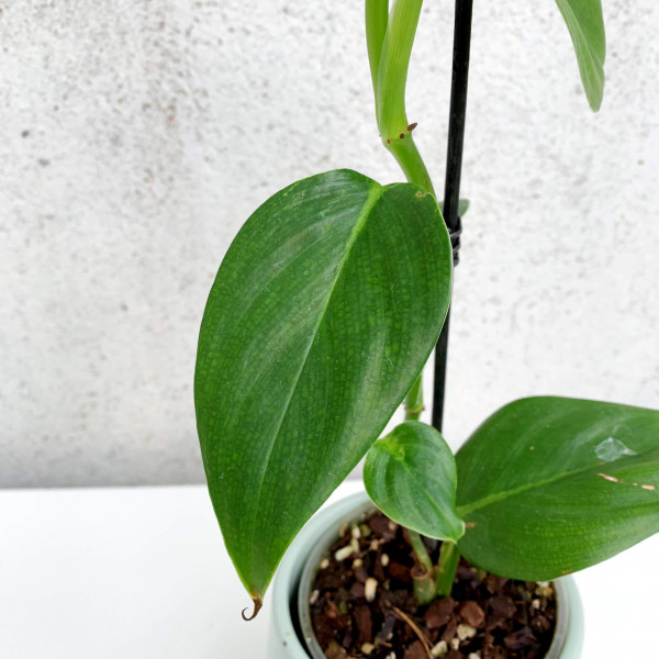 Philodendron Angel – small