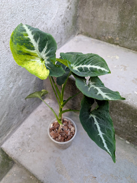 Syngonium Scramled Eggs - A