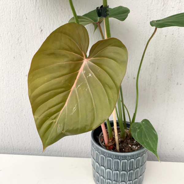 Philodendron Pink Glory (gloriosum x lynamii) - big