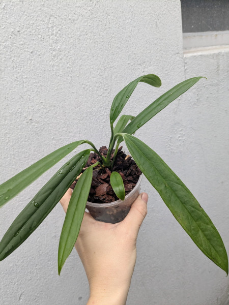 Anthurium sp indantza - B