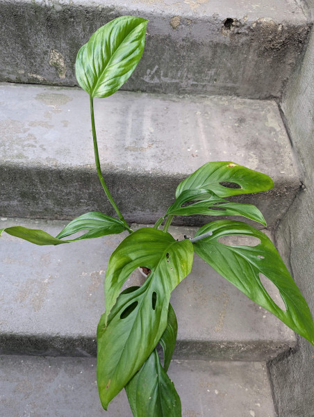 Monstera obliqua canelos