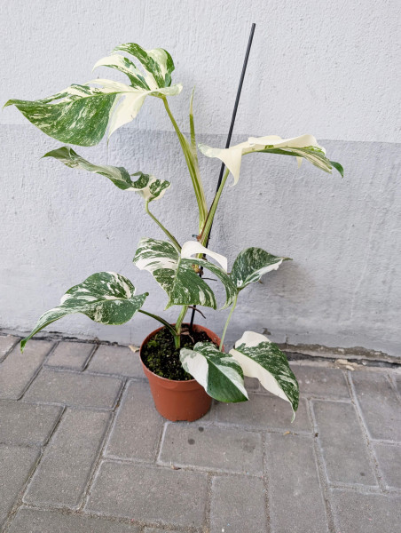 Monstera variegata - C