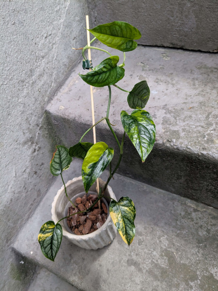 Monstera siltepecana variegata - D