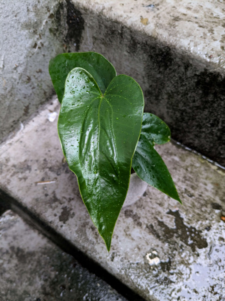 Anthurium sp napo black - small