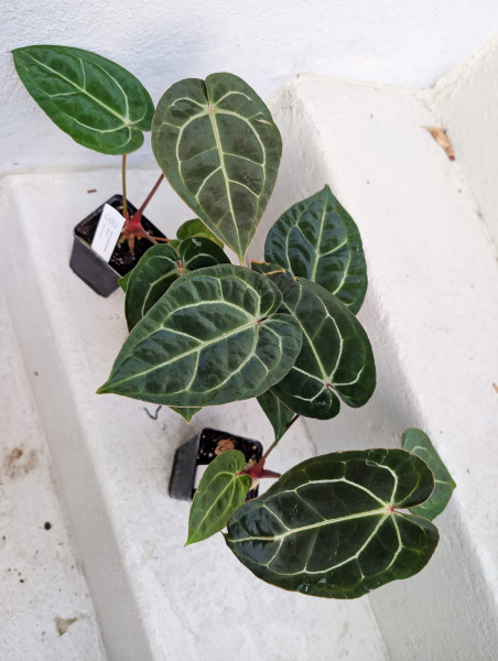 Anthurium besseae aff x Michelle