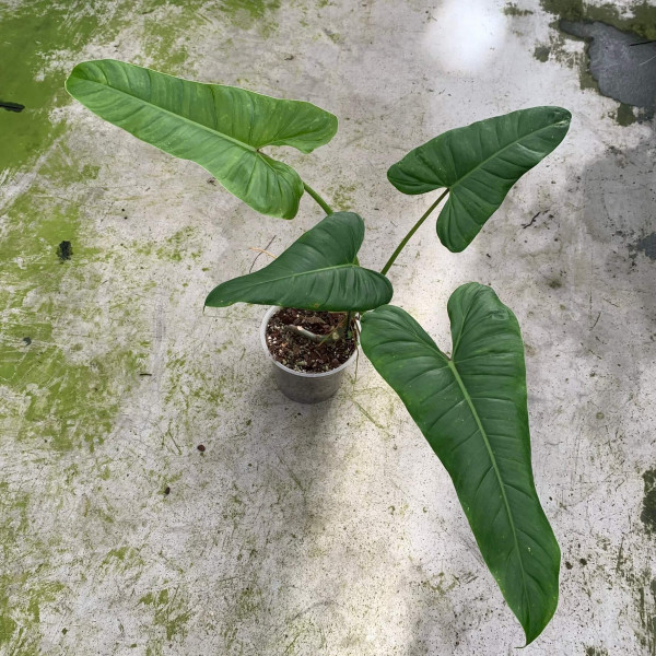Philodendron deflexum
