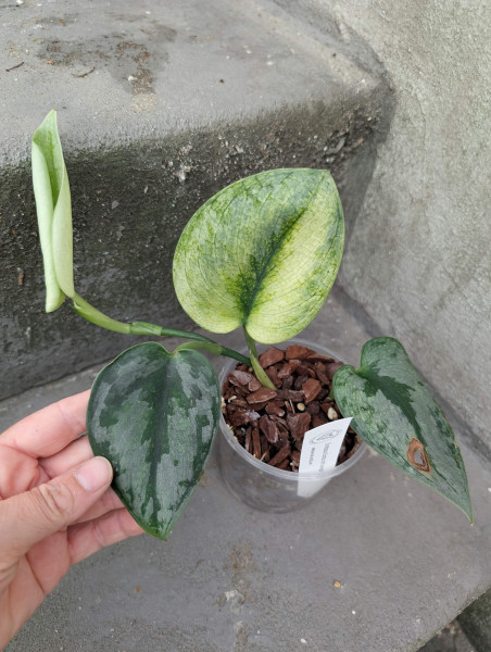 Scindapsus Exotica mint variegata - A