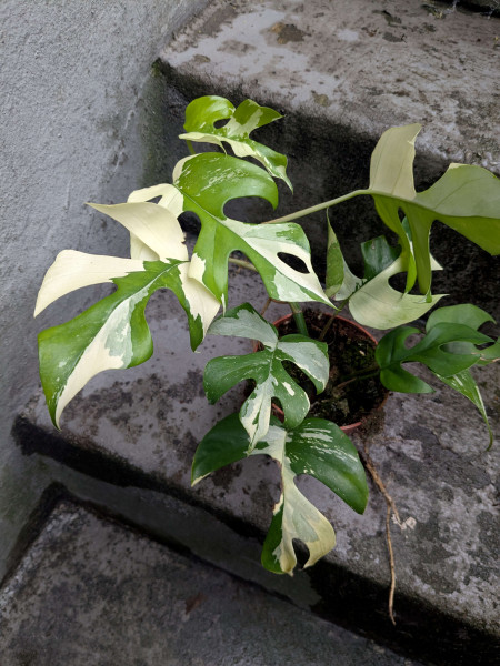 Rhaphidophora tetrasperma variegata - B
