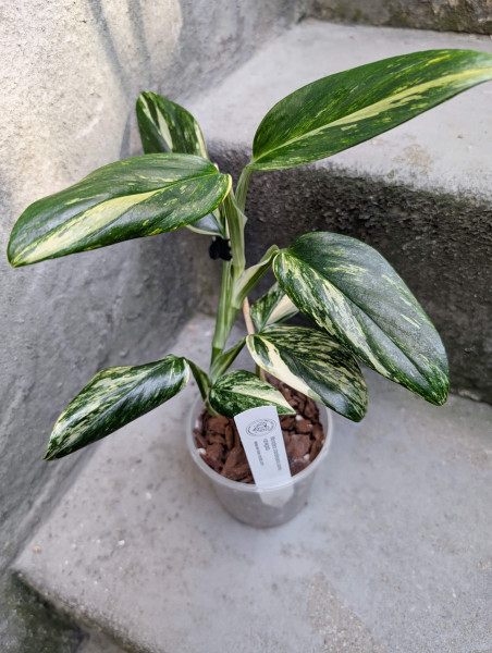 Monstera standleyana aurea variegata - A