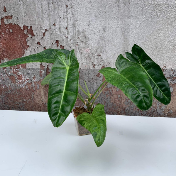 Philodendron Paraiso Verde - A1