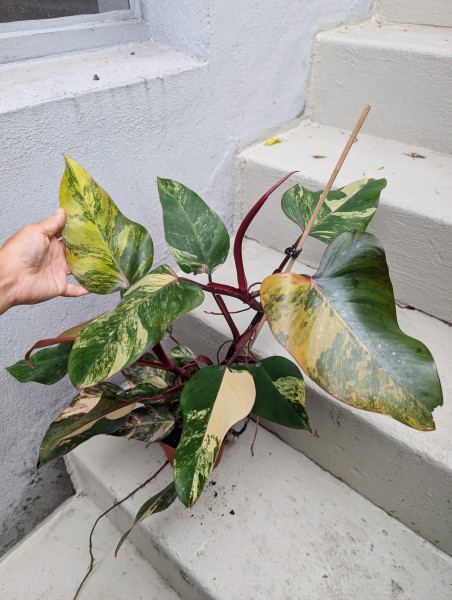 Philodendron Strawberry Shake big - E