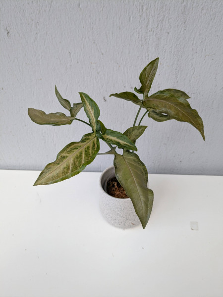 Syngonium Black Pink - A