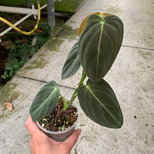 Philodendron melanochrysum small - C