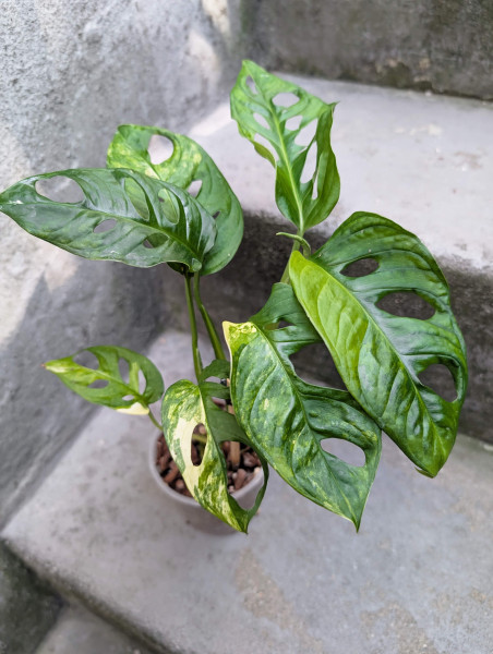 Monstera adansonii aurea variegata - A
