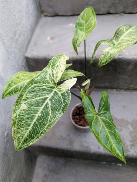 Syngonium Batik variegata - A