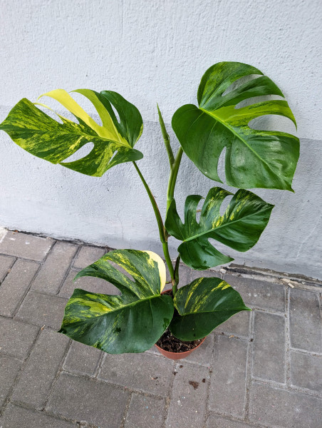 Monstera aurea variegata - C