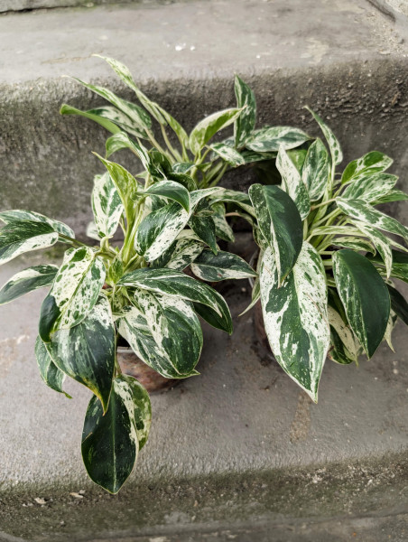 Philodendron Emerald Ice