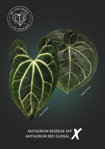 Anthurium besseae aff x Red Gunsal